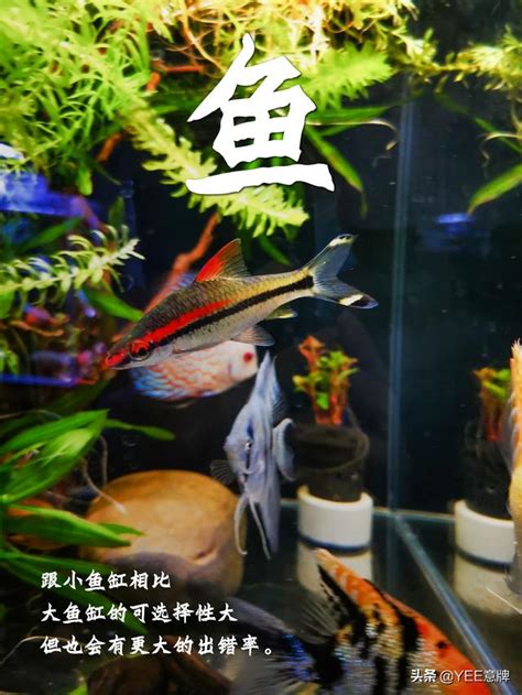 魚缸養幾隻魚|魚缸可以養幾隻魚？掌握飼養密度，用好水妖精讓管理更輕鬆 